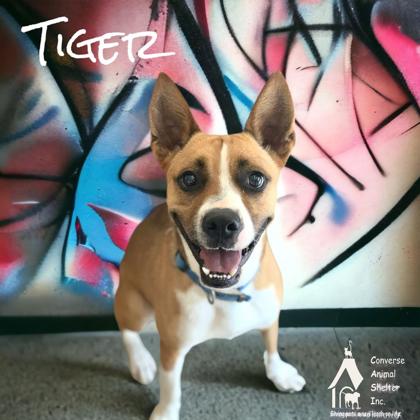 Thumbnail photo of TIGER #2