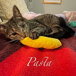 Thumbnail photo of Pasta #4