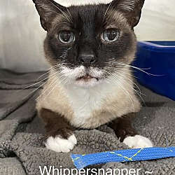 Photo of Whippersnapper