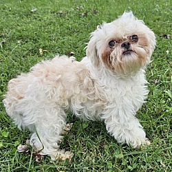 Thumbnail photo of JOSHUA  8 LBS 1 YR SHIH TZU #1