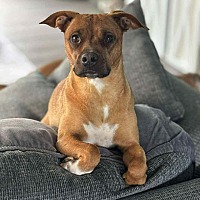 adopt a pet