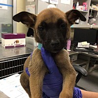 adopt a pet