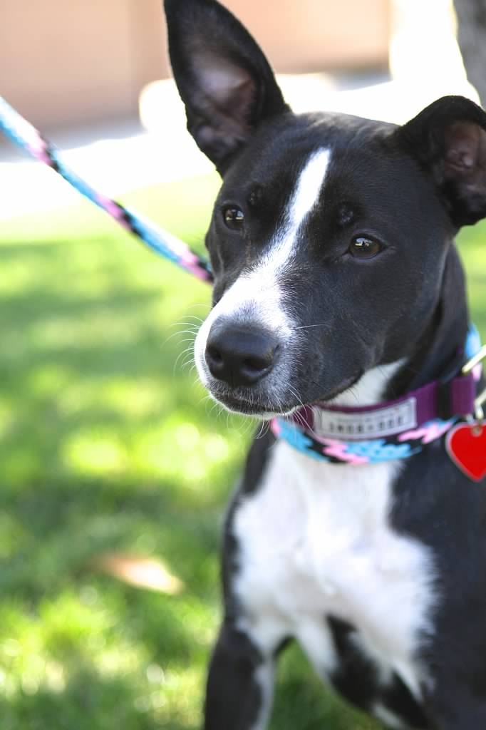 basenji border collie mix