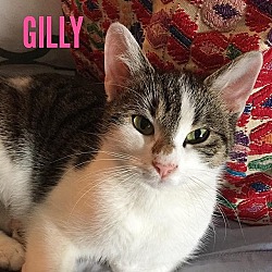 Thumbnail photo of Gilly #1