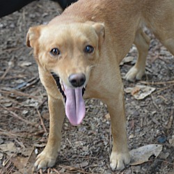 Thumbnail photo of Tanner~adopted! #1
