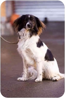 sheltie spaniel mix