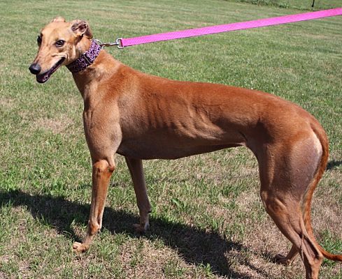 Carol Stream, IL - Greyhound. Meet Peanut Punch (Dipper) a Pet for Adoption  - AdoptaPet.com