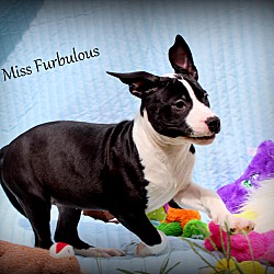 Thumbnail photo of Miss Furbulous ~ meet me! #4