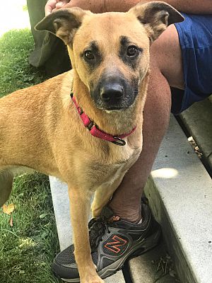 Painted Post, NY - Labrador Retriever/Boxer. Meet Foxy a Pet for ...