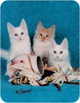 angora kittens for sale near me