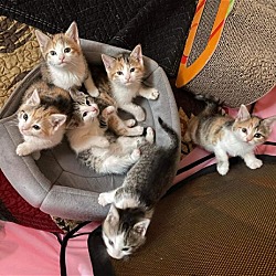 Photo of Reign's Kittens