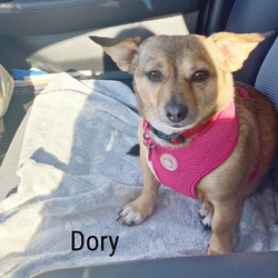 Thumbnail photo of Dory #3