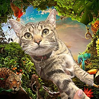 adopt a pet