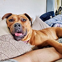adopt a pet