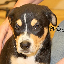 Thumbnail photo of Pickles ~ meet me! #3