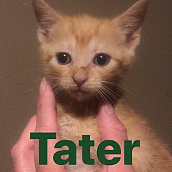 Thumbnail photo of Tater #2