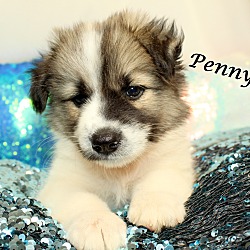 Thumbnail photo of Penny Lane~adopted! #3