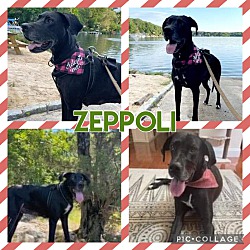 Thumbnail photo of Zeppoli #2