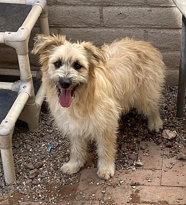 Tucson, AZ - Wheaten Terrier/Labrador Retriever. Meet Coraline a Pet ...