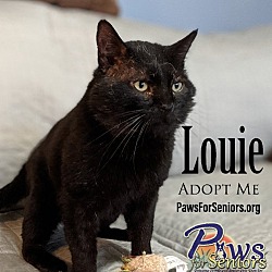 Thumbnail photo of Louie #1