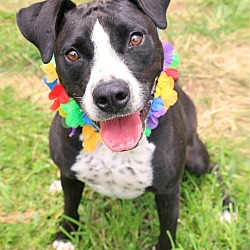 Photo of Cookie