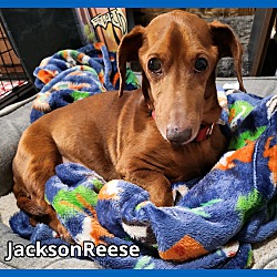 Thumbnail photo of JacksonReese #1