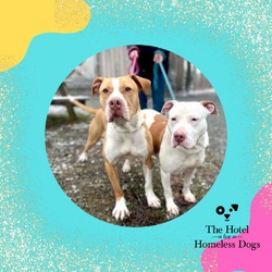 Photo of **Bonded Pair** Lincoln & Lady