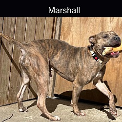 Thumbnail photo of Marshall #4