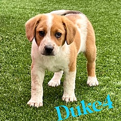 Photo of Duke4