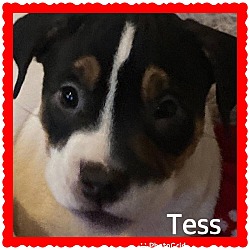 Thumbnail photo of Tess (Buckmaster) #4