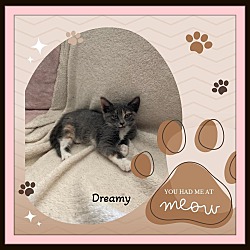 Thumbnail photo of Dreamy - Snuggler #2