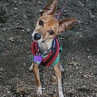 adopt a pet