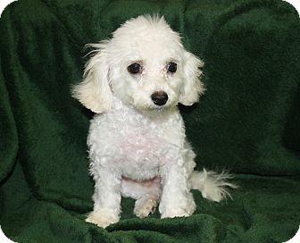 Miami Fl Miniature Poodle Meet Tiny A Pet For Adoption