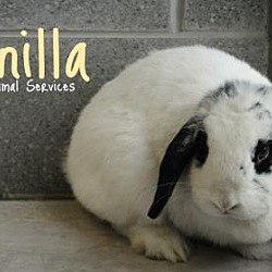 Thumbnail photo of Vanilla #1