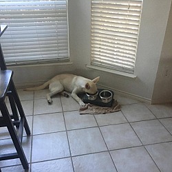 Thumbnail photo of Snowball (fostered in Dallas) #4