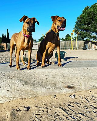 Carlsbad Ca Rhodesian Ridgeback Rhodesian Ridgeback Meet Raven A