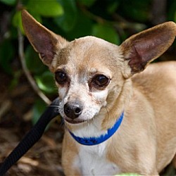 Thumbnail photo of Timmy -ADOPTED!! #4