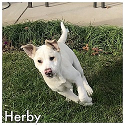 Thumbnail photo of HERBY #1