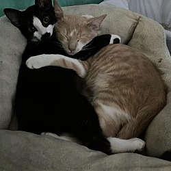 bonded pet photo