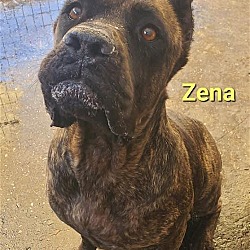 Photo of ZENA