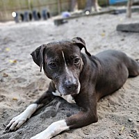 adopt a pet
