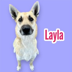 Thumbnail photo of Layla - Medical Hold #3