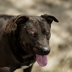 bonded pet photo