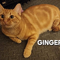 Thumbnail photo of Ginger #1