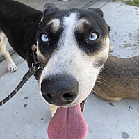 adopt a pet
