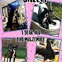adopt a pet