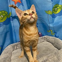 adopt a pet