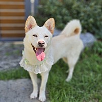 adopt-pet