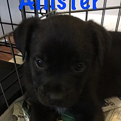 Thumbnail photo of Allister-Adopted! #2