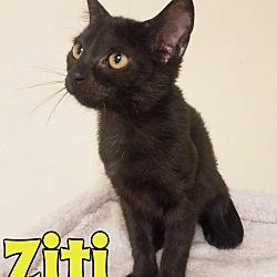 Thumbnail photo of Ziti #3